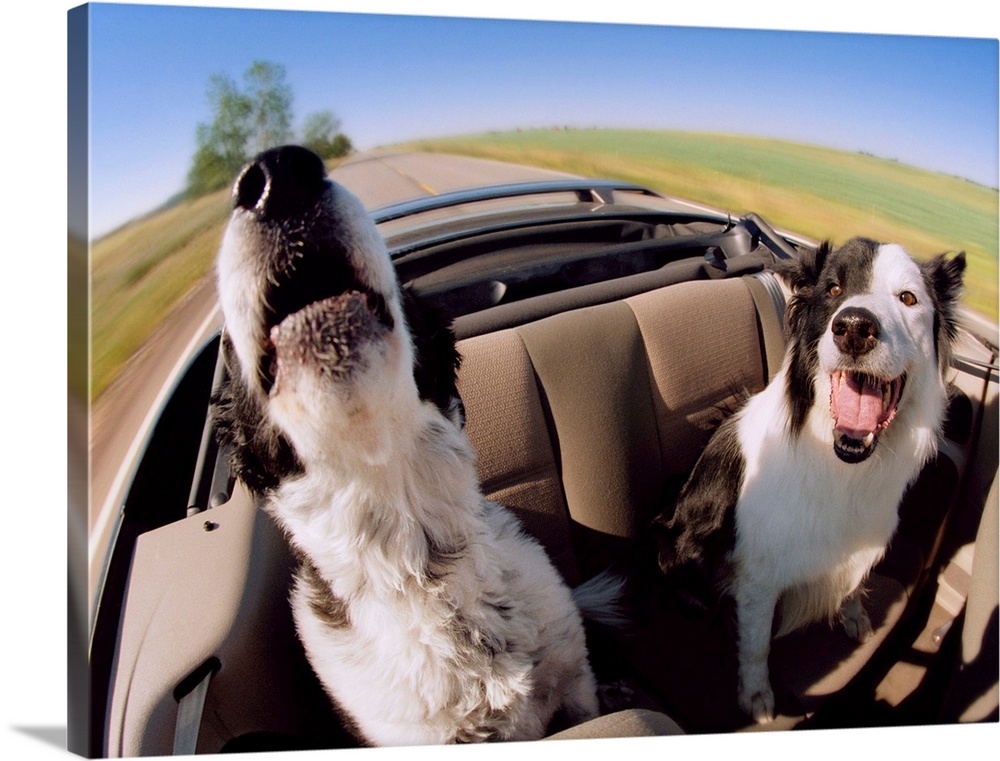 Two Dogs In Backseat Of Convertible