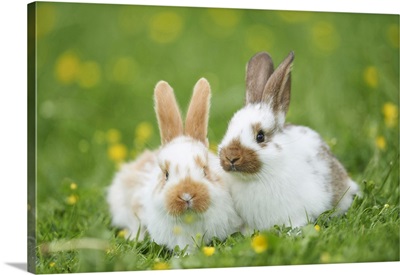 Two Domestic Rabbits On Meadow In Spring, Upper Palatinate, Bavaria, Germany