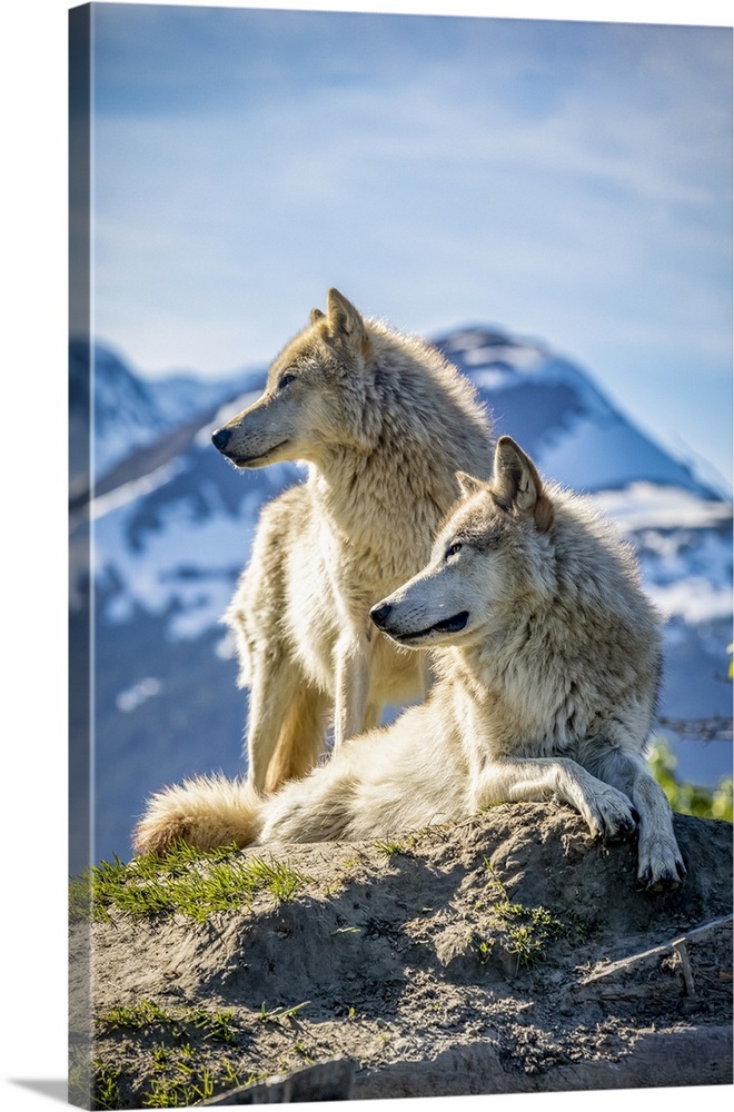 Two female Gray wolves (Canis lupus) looking out with a mountain in the background, Alaska Wildlife Conservation Center; P...