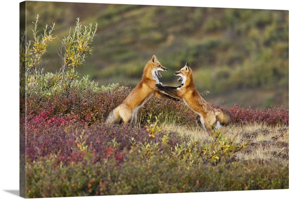 Two Foxes Near The Top Of Polychrome Pass In Denali National Park Play With Each Other, Interior Alaska, Autumn
