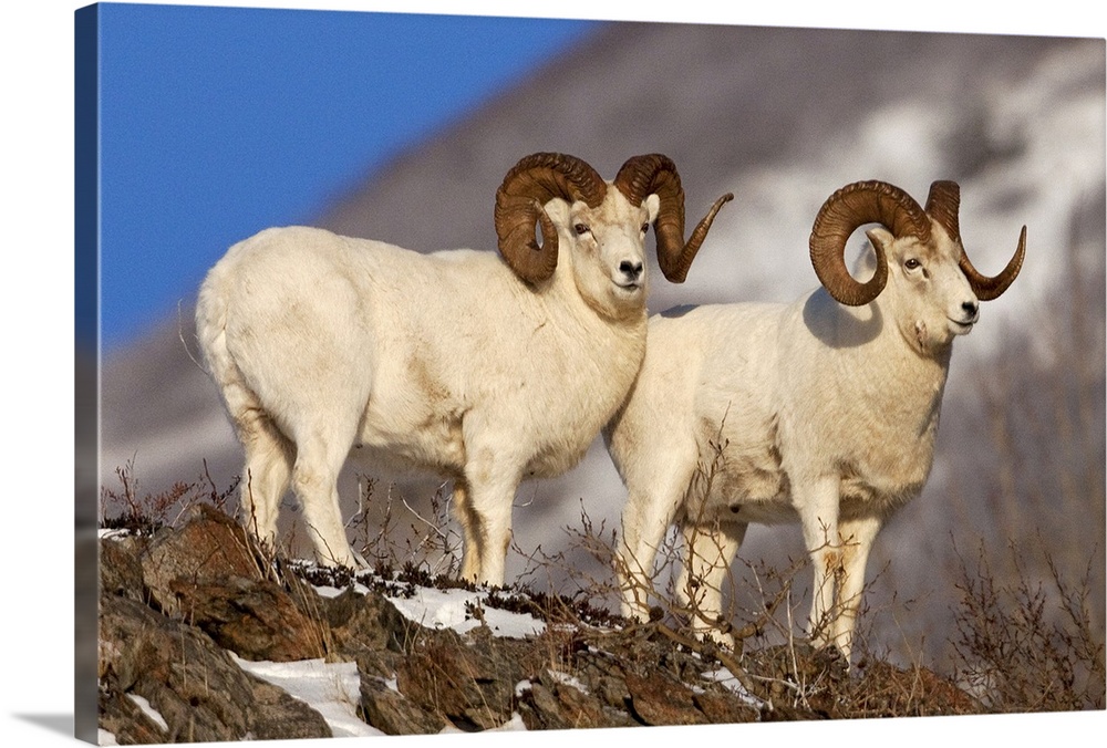Two full-curl ram Dall Sheep at Windy Point area, Southcentral Alaska