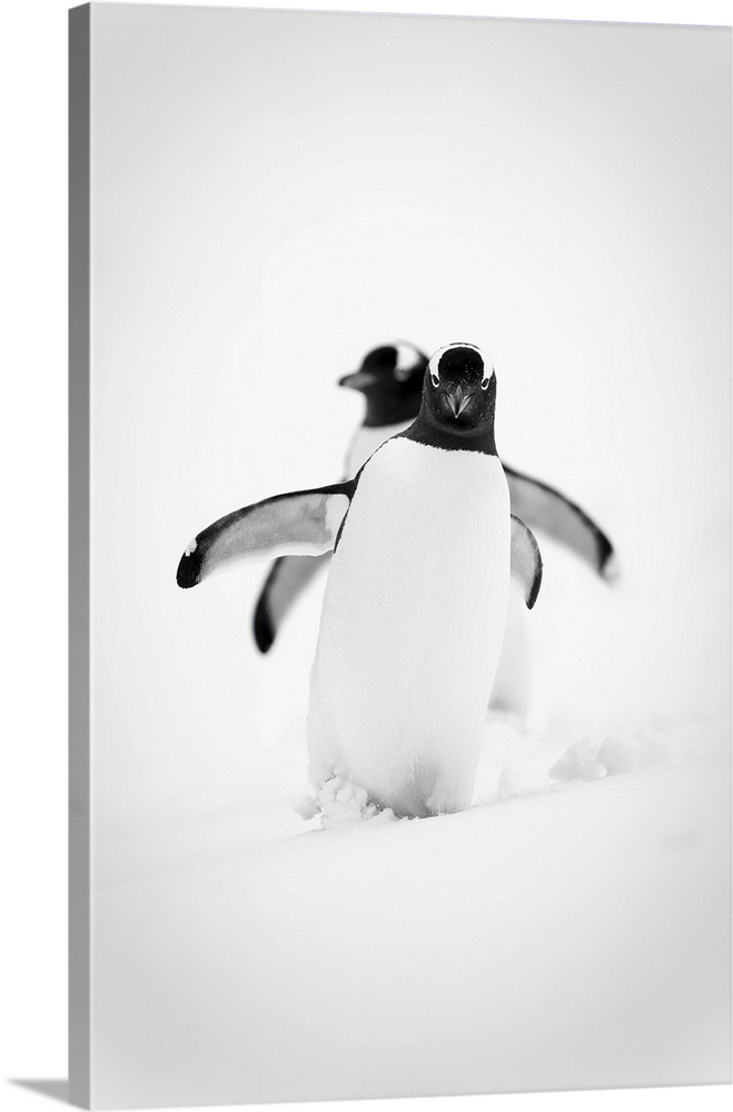 Monochrome image of two gentoo penguins (pygoscelis papua) waddling in line across a snowy slope, holding their flippers o...