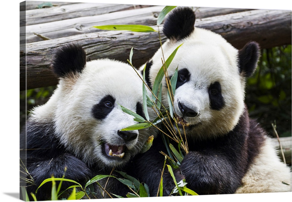 Two giant pandas at the Panda Research Center; Chengdu, China.