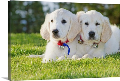 Two Golden Retriever puppies laying together in park