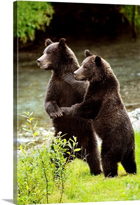 Two Grizzly Bears
