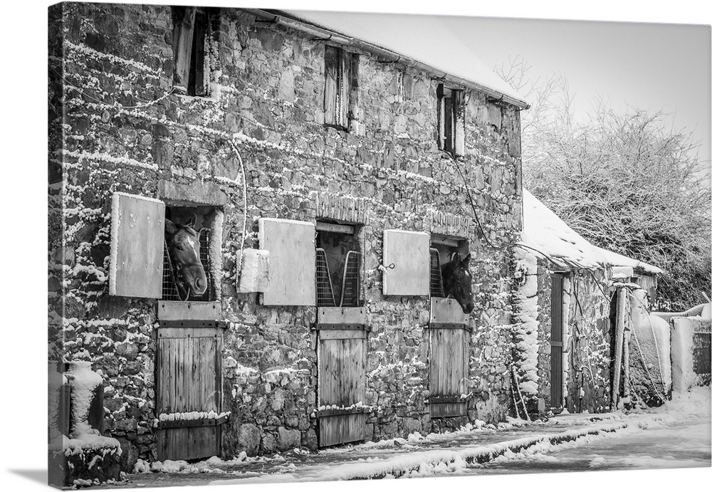 Black and white image of two horses (Equus Caballus) looking out of an old snow-covered stone stable building in winter; R...