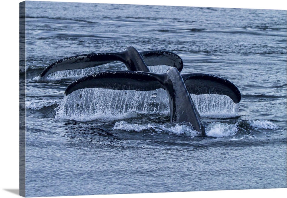 Two humpback whale flukes rise from the ocean.