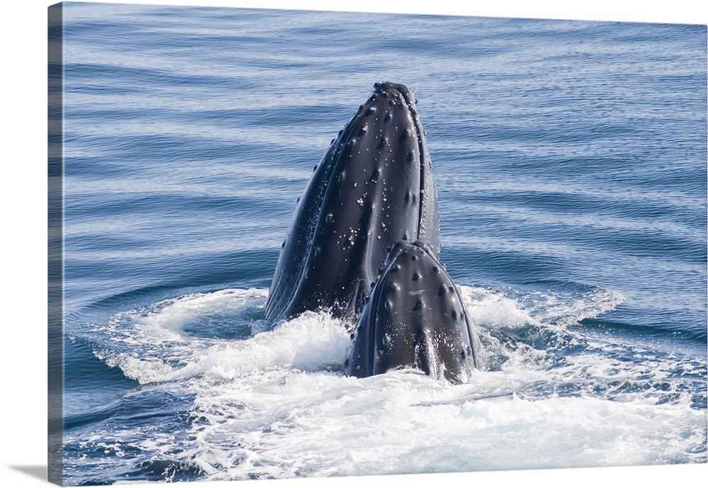 Close-up portrait of two humpback whales (Megaptera novaeangliae) surfacing and splashing in the water of the Southern Oce...