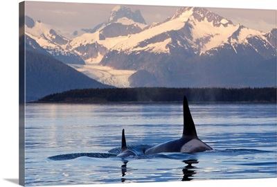 Two Killer whales surface in Lynn Canal at sunset