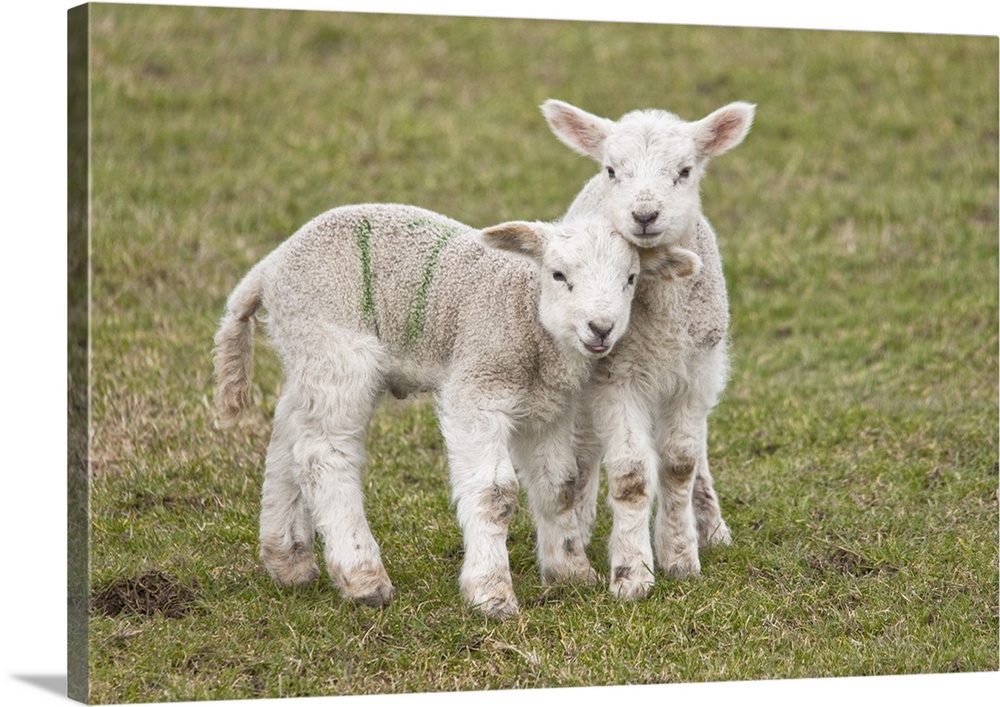 Two Lambs, Northumberland, England