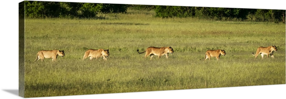 Panorama of two lionesses and three cubs (Panthera leo), Grumeti Serengeti Tented Camp, Serengeti National Park; Tanzania