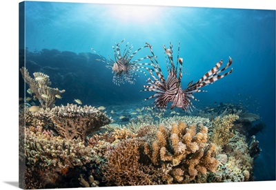 Two Lionfish Search Over Hard Coral For A Meal At The Edge Of A Drop Off, Philippines