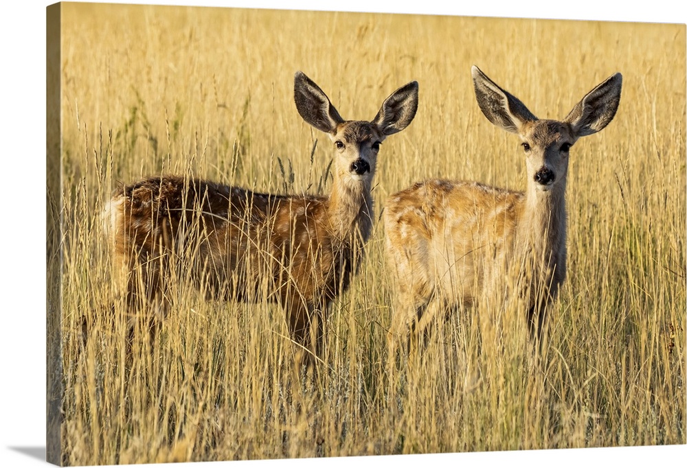 Two Mule deer fawns (Odocoileus hemionus) standing in golden grass; Steamboat Springs, Colorado, United States of America