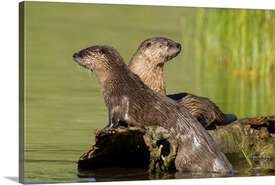 Two Northern River Otters Enjoying A Warm Summer Day, Yellowstone National Park, Wyoming