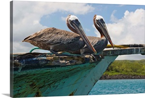 Two Pelicans On A Derelict Boat In The Harbor, Galapagos Islands, Ecuador image thumbnail