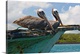 image thumbnail of Two Pelicans On A Derelict Boat In The Harbor, Galapagos Islands, Ecuador