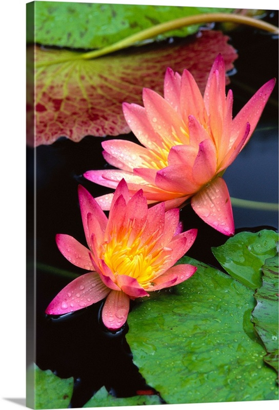 PINK WATER LILY FLOWER CANVAS PICTURE POSTER PRINT WALL ART UNFRAMED #340
