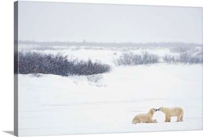 Two Polar Bears Showing Affection By Kissing Each Other, Churchill, Manitoba, Canada