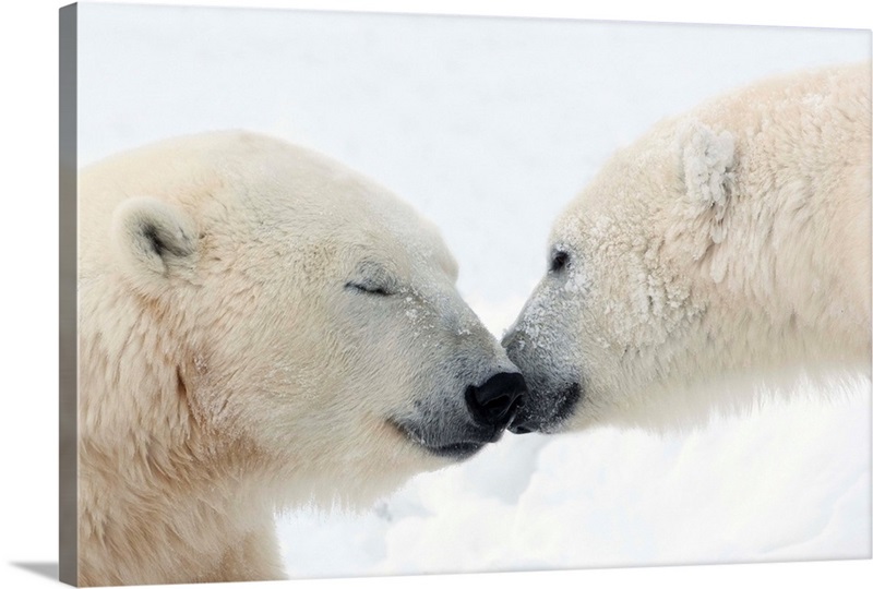 Two Polar Bears Touching Noses Or Kissing; Churchill, Manitoba, Canada ...