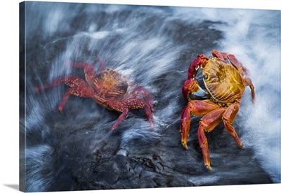 Two Sally Lightfoot crabs (Grapsus grapsus) splashed by wave; Galapagos Islands, Ecuador