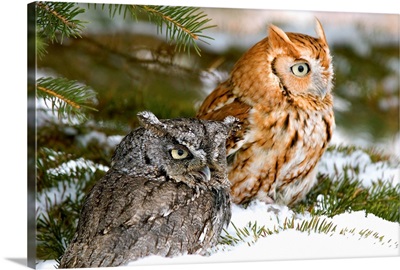 Two Screech Owls