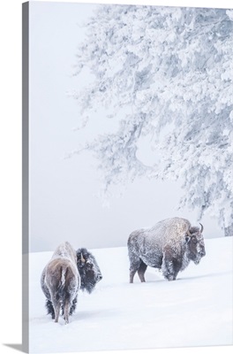 Two Snow-Covered Bison In Winter, Yellowstone National Park