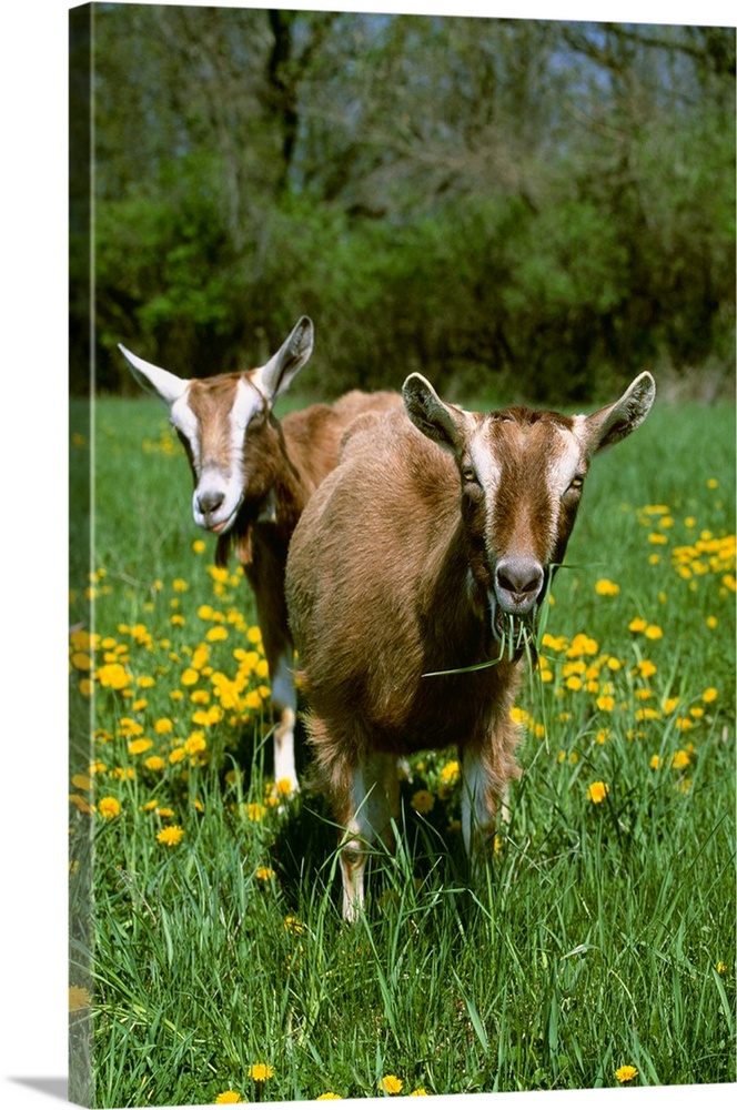 Two Toggenburg domestic dairy goat does graze on a green pasture with dandelions
