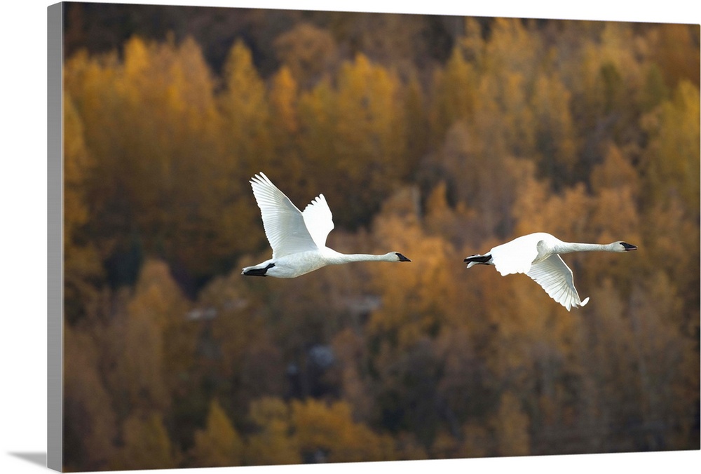 Two Trumpeter Swans Fly Over Potter Marsh Near Anchorage, Southcentral Alaska