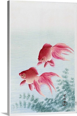 Two Veiled Goldfish By Japanese Artist Ohara Koson