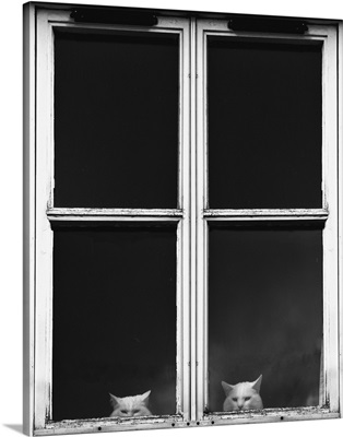 Two White Cats Sitting Side By Side Looking Out A Window, Dumfries, Scotland