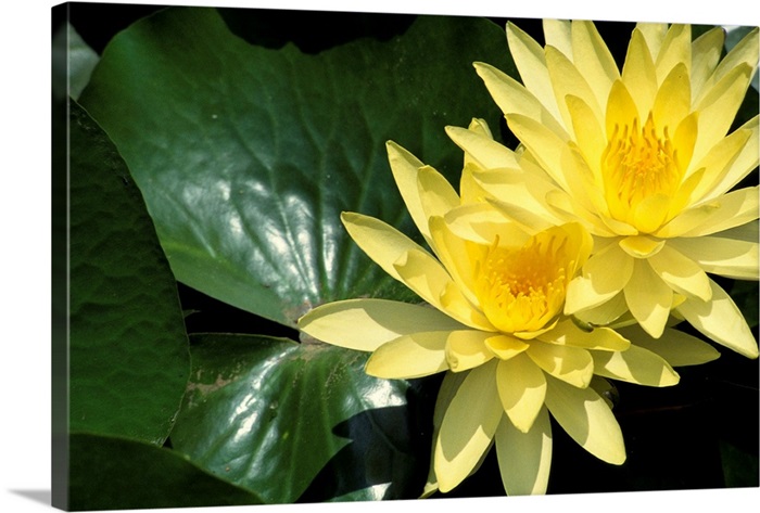 Two Yellow Water Lilies Close Up Lily Pad Wall Art Canvas Prints Framed Prints Wall Peels Great Big Canvas