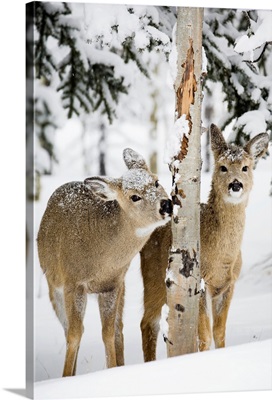 Two Young Deer In A Snow Chewing On Tree Bark, Alberta, Canada
