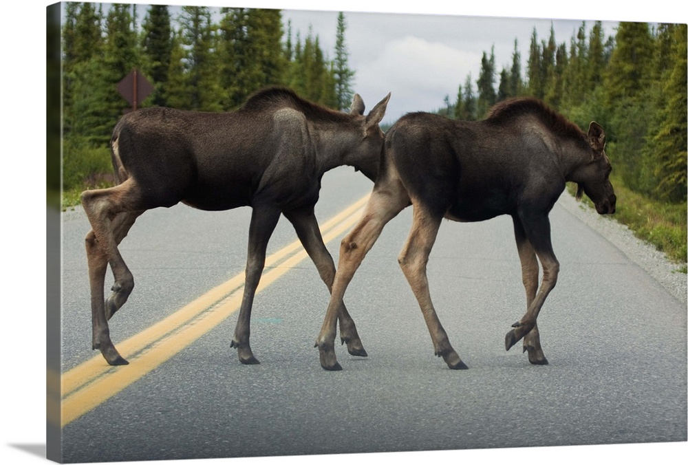 Two young moose calves cross the park road in Denali National Park, Interior Alaska, Summer