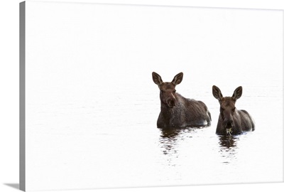 Two Young Moose In A Pond Along The Dempster Highway, Yukon, Canada