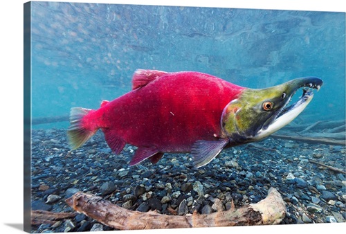 Discover the Allure of Sockeye Salmon: The Red Gold of Alaska