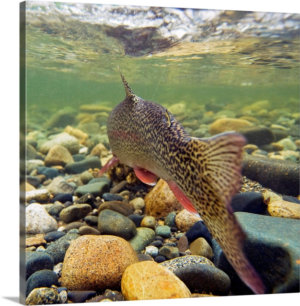 Underwater View of A Rainbow Trout Swimming Upstream in Montana Creek, Alaska | Large Solid-Faced Canvas Wall Art Print | Great Big Canvas