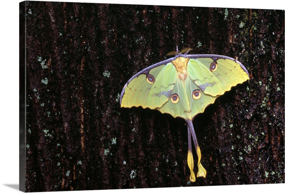 Unique Butterfly Resting On Tree Bark