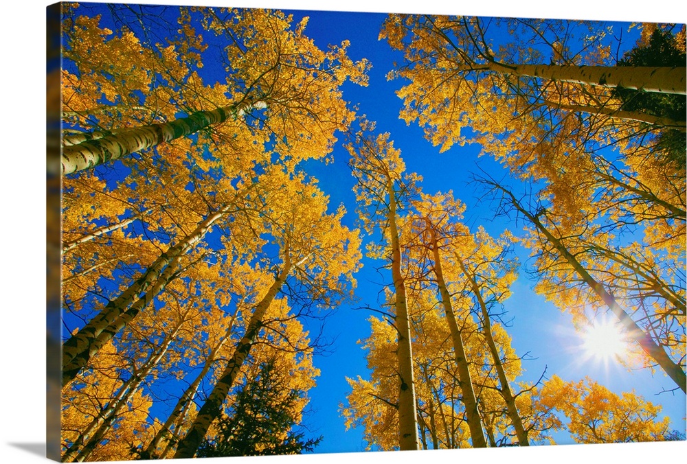 Upward View Of Trees In Autumn