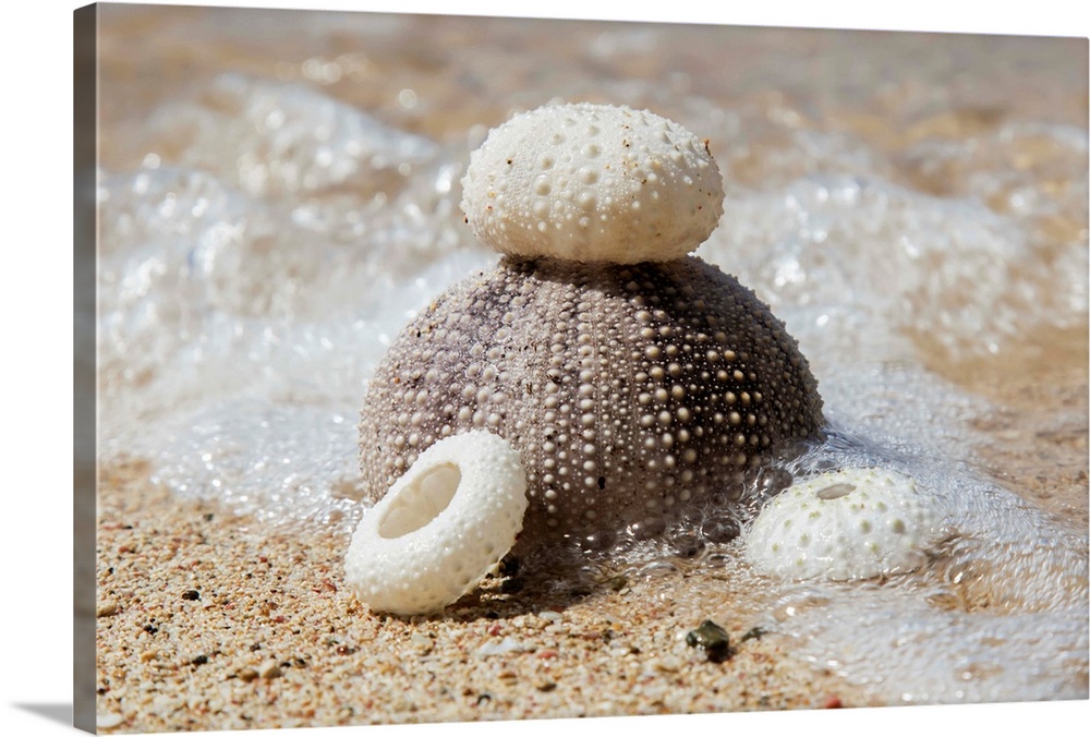 Urchin shells on a beach, St. Croix, Virgin Islands, United States of America.