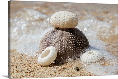 Urchin shells on a beach, St. Croix, Virgin Islands, United States of America
