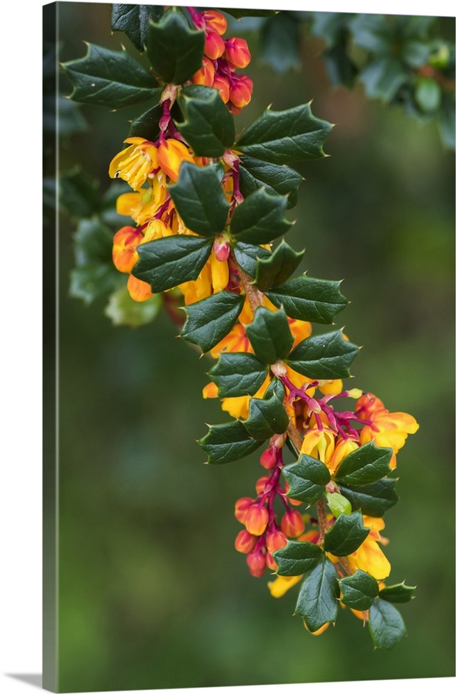 Vibrant pink and yellow blossoms on a branch of a tree; East