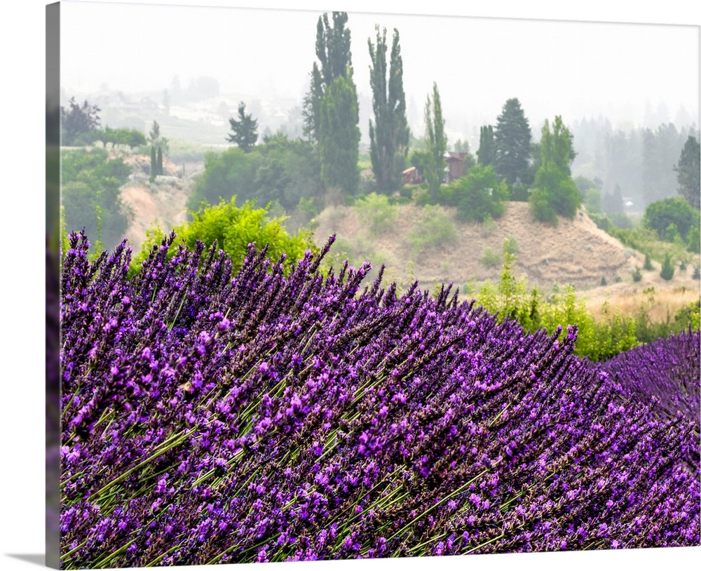 Vibrant purple lavender growing in a field on a lavender farm; Naramata, British Columbia, Canada