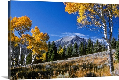 Vibrant yellow foliage on aspen trees and Electric Peak in the background, Gallatin Range in Yellowstone National Park; Montana, United States of America