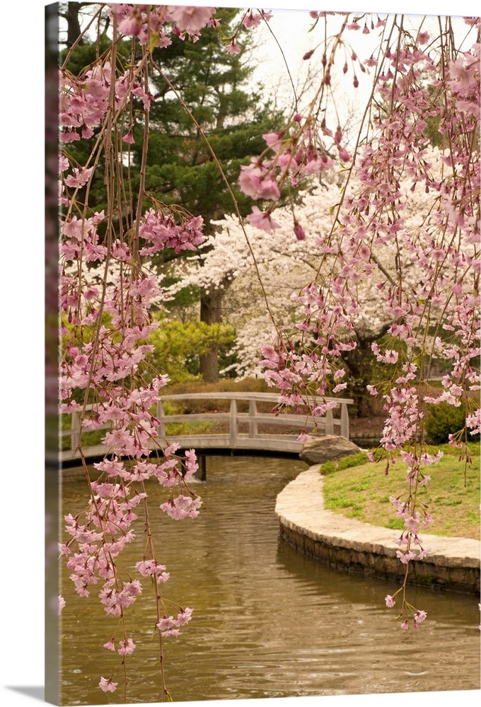 Sakura trees in bloom at an Asian-inspired garden.