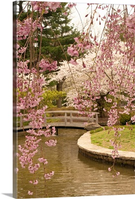 View of a Japanese garden in a park with blooming cherry trees.; Roger Williams Park, Providence, Rhode Island.