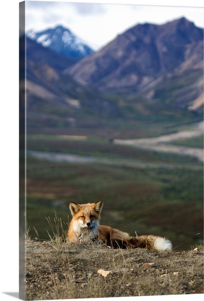 View of a Red fox resting near Polychrome Pass, Denali National Park, Interior Alaska, Autumn