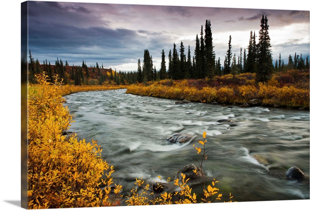 View of Brushkana Creek in the early morning with bight yellow fall colors, along the Denali Highway, Interior, Autumn.