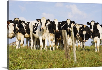 View Of Cows, Bas-Saint-Laurent Region, Quebec, Canada