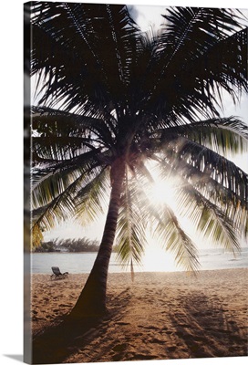 View Of Ocean And Beach Through Palm Tree, Caribbean