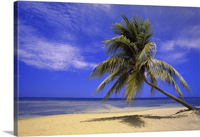 View Of Ocean From Beach With Palm Tree, Montego Bay, Jamaica